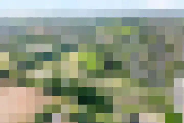 Zwaluw 35 Raalte thumbnail 6