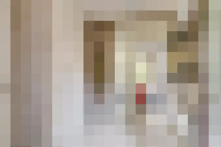 Zwaluw 50 Nieuwegein thumbnail 9
