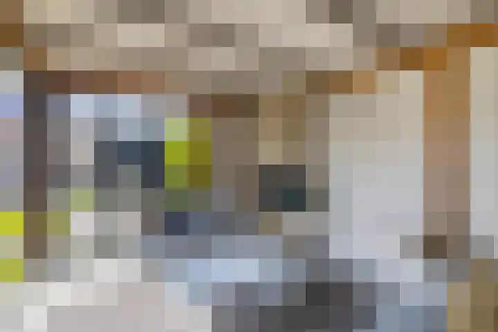 Zwaluwbij 3 Waddinxveen thumbnail 38