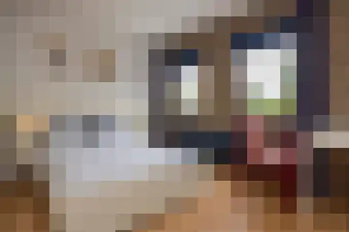 Zwaluwendonk 10 Veghel thumbnail 19