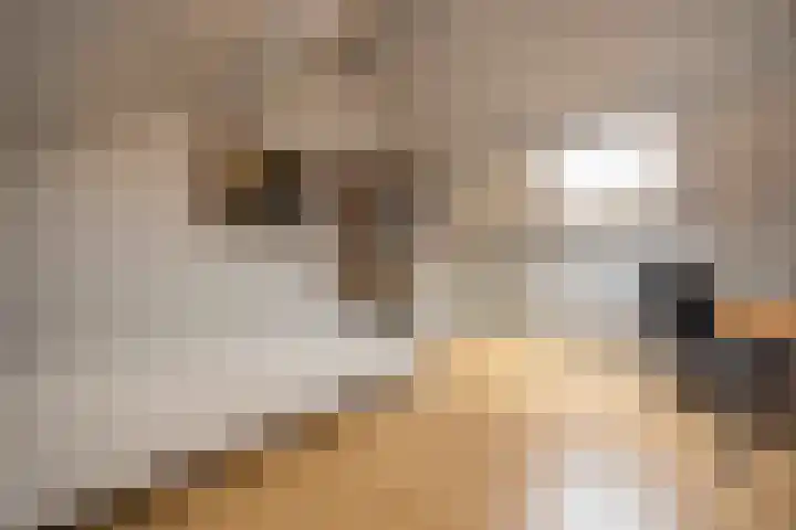 Zwaluwendonk 10 Veghel thumbnail 29