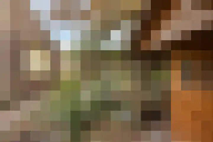 Zwaluwendonk 27 Veghel thumbnail 30