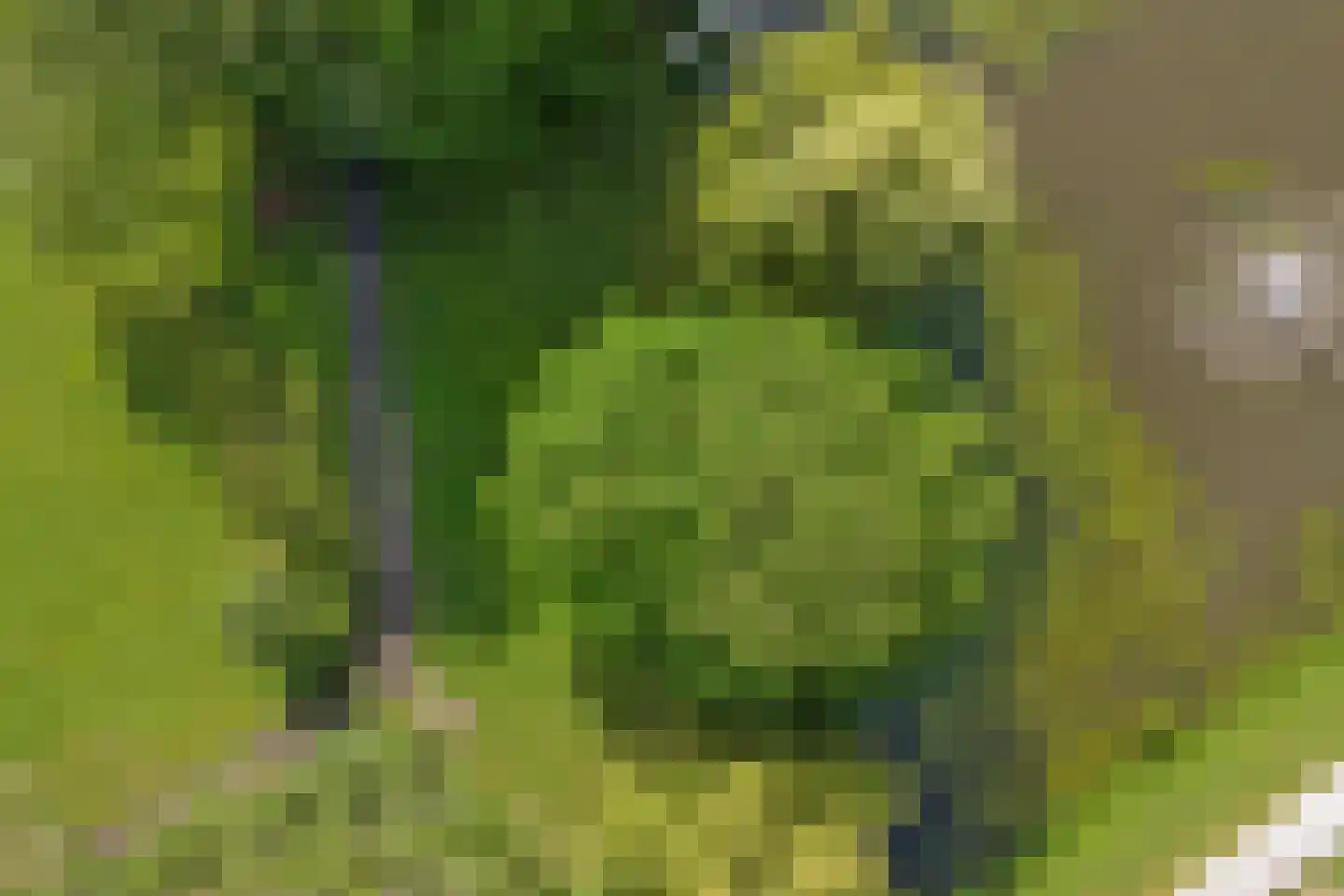 Zwaluwenlaan 30 Rhoon thumbnail 36