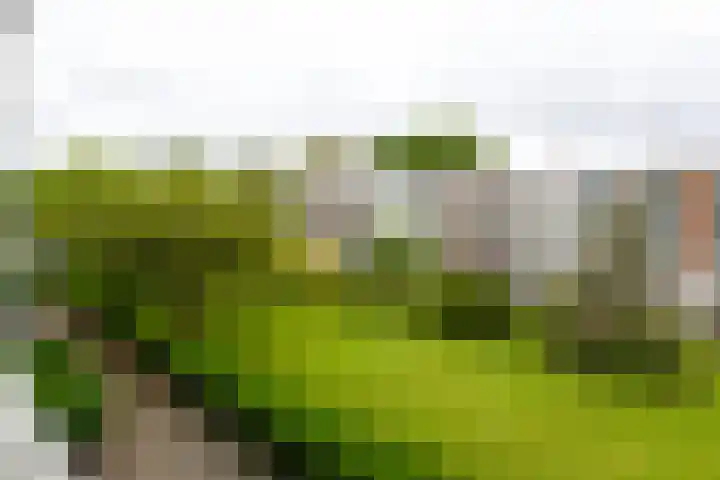 Zwaluwlaan 118 Bussum thumbnail 12
