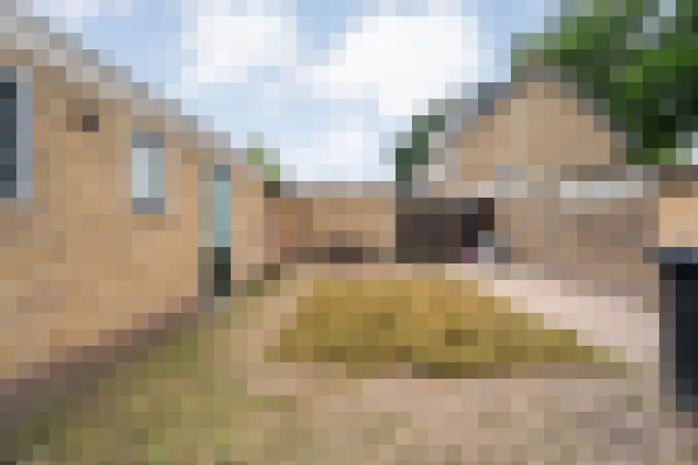 Zwaluwlaan 4 Beilen thumbnail 39