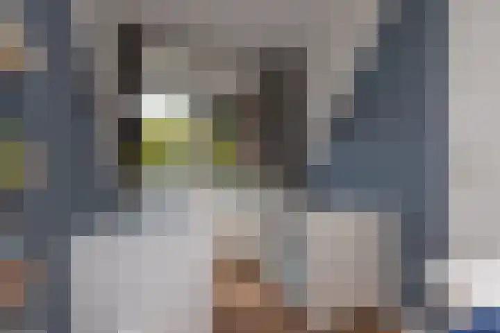 Zwaluwlaan 4 Bussum thumbnail 13