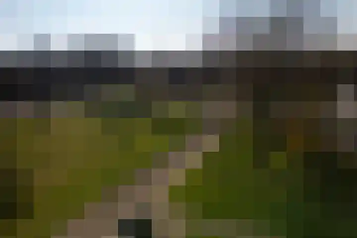 Zwaluwlaan 7 Dieren thumbnail 22