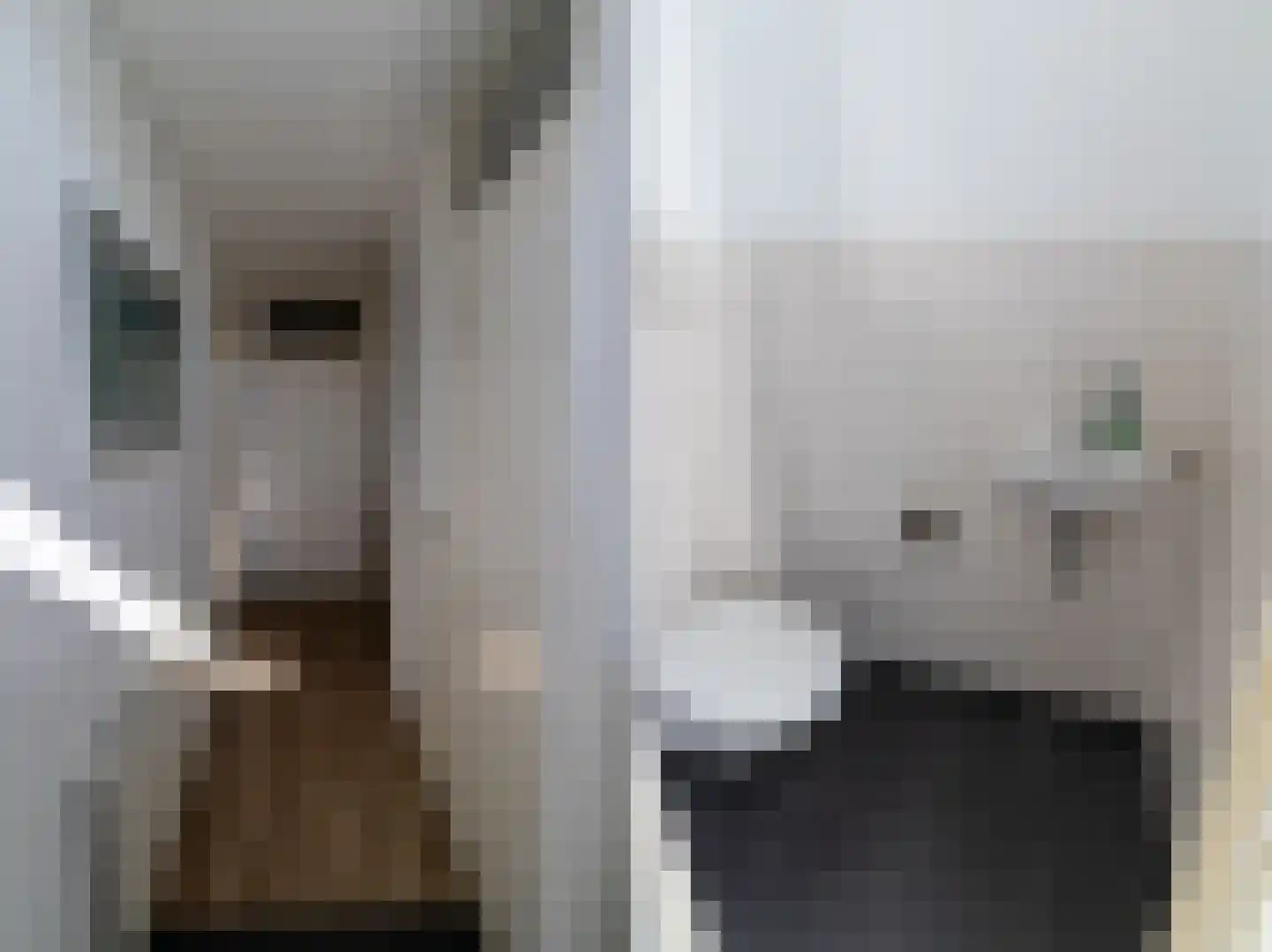 Zwaluwlaan 7 Dieren thumbnail 8