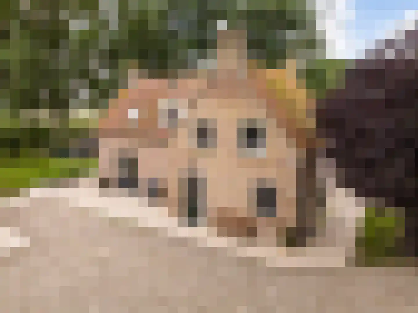 Zwaluwsedijk 5 Lage Zwaluwe thumbnail 5
