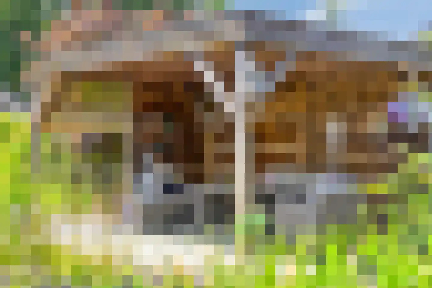 Zwaluwstraat 10 de Lutte thumbnail 37