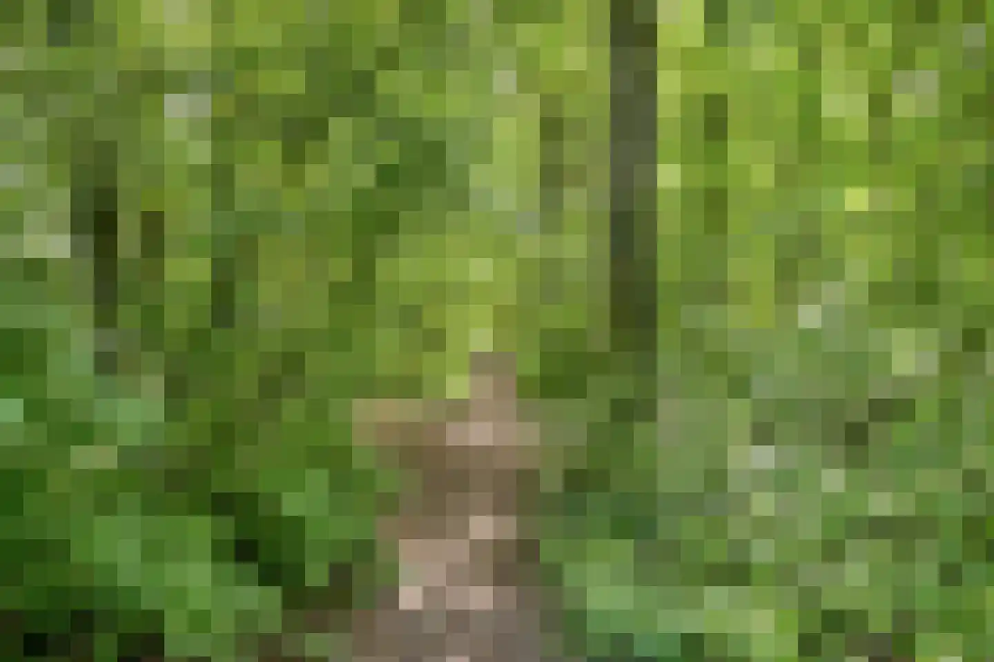 Zwaluwstraat 10 de Lutte thumbnail 50