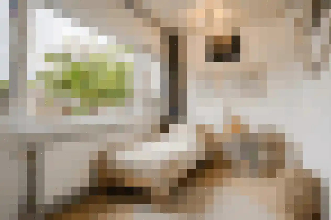 Zwaluwstraat 5 Spijkenisse thumbnail 23