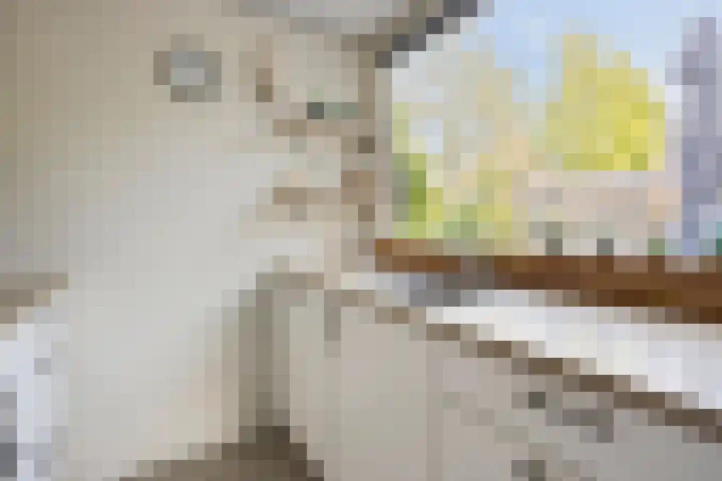 Zwanebloem 1 Woubrugge thumbnail 12