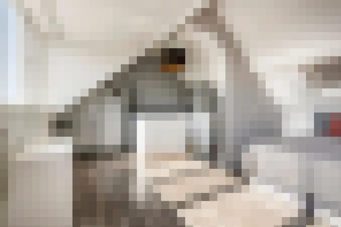 Zwanebloem 1 Woubrugge thumbnail 27