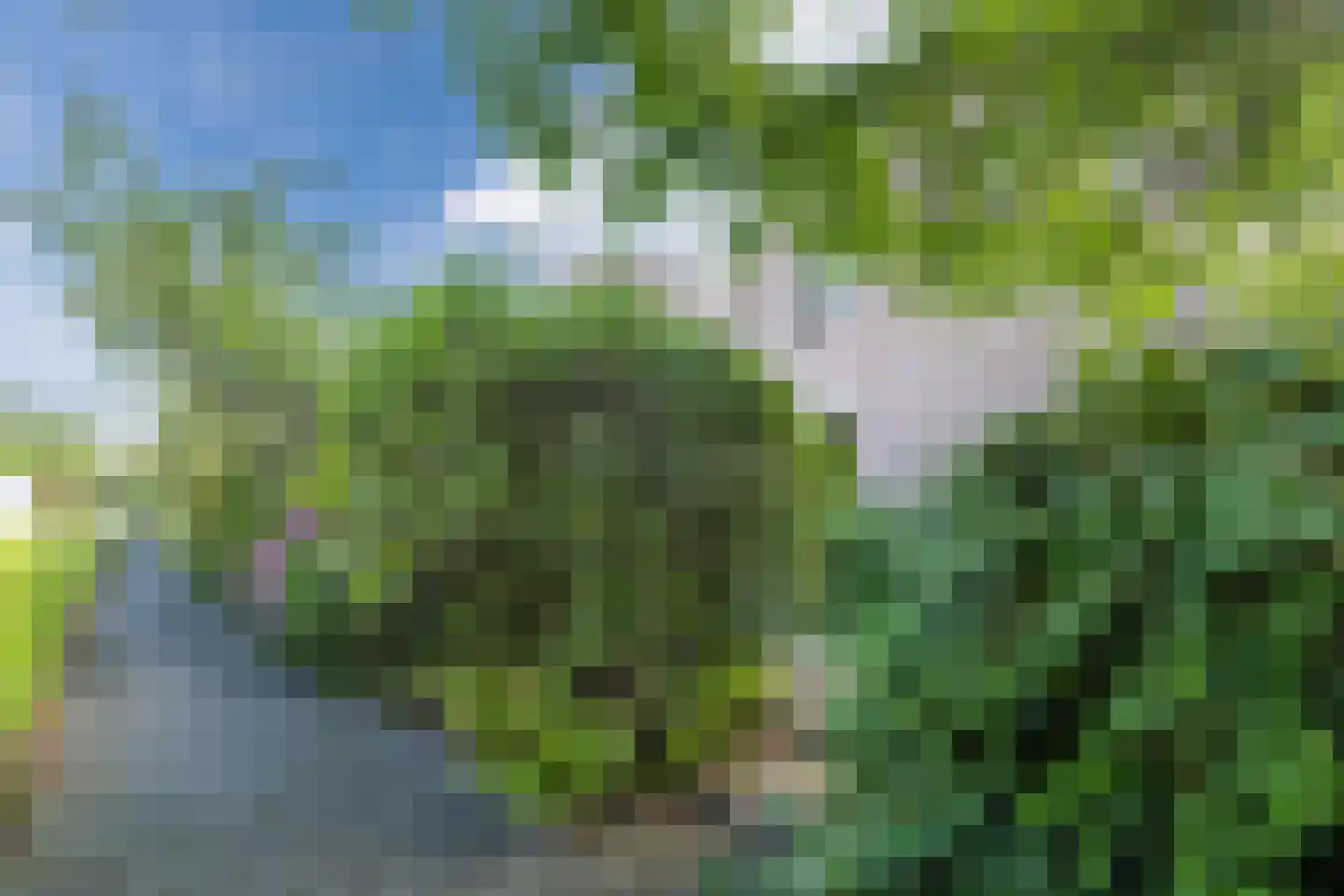 Zwanebloem 11 Bodegraven thumbnail 66