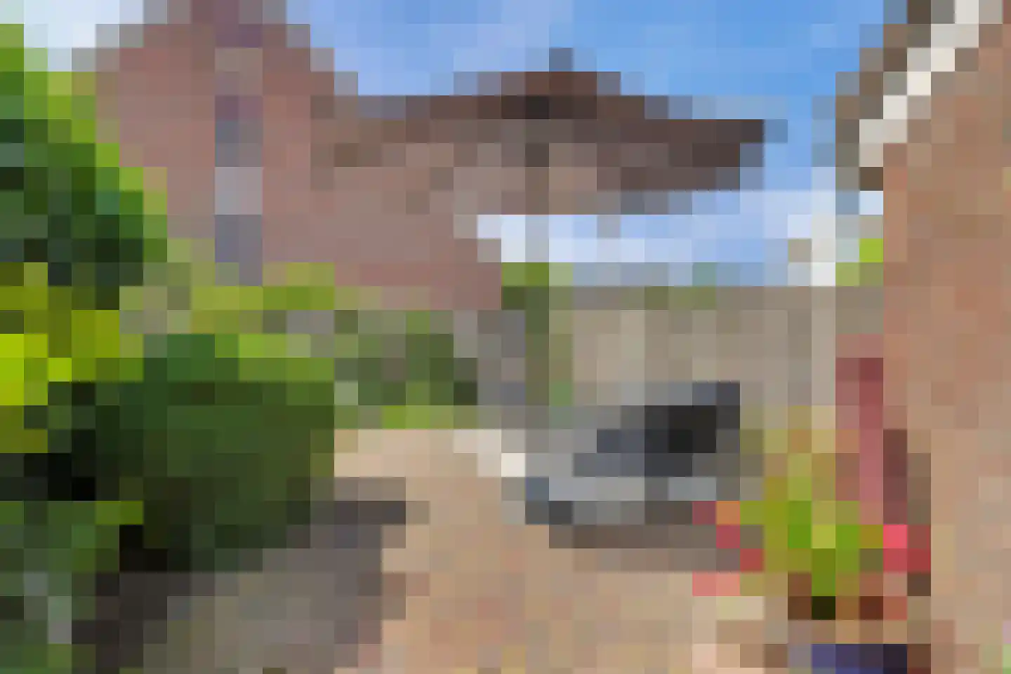 Zwanebloem 14 Reeuwijk thumbnail 27