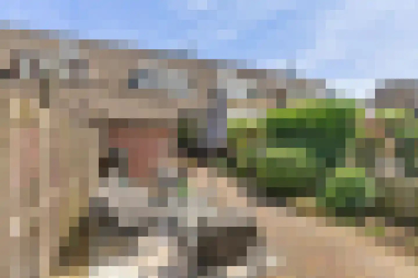Zwanebloem 14 Reeuwijk thumbnail 29