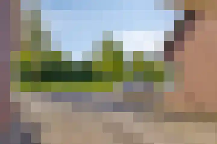 Zwanebloem 14 Swifterbant thumbnail 10