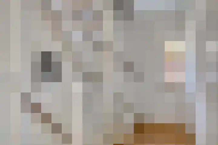 Zwanebloem 14 Swifterbant thumbnail 24