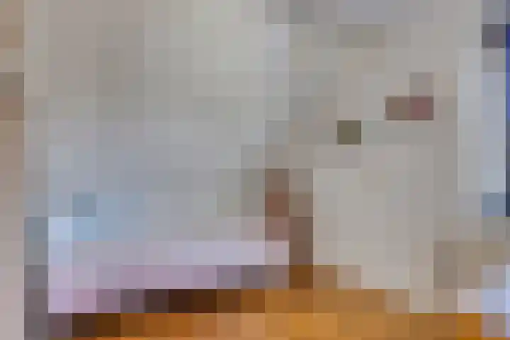 Zwanebloem 14 Swifterbant thumbnail 33
