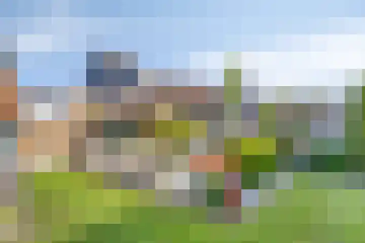 Zwanebloem 14 Swifterbant thumbnail 40