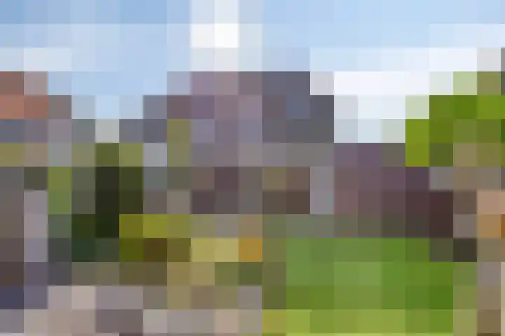 Zwanebloem 14 Swifterbant thumbnail 42
