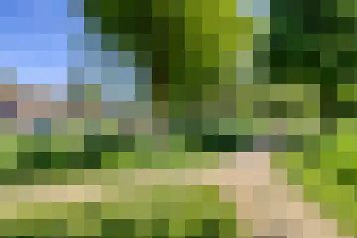 Zwanebloem 14 Swifterbant thumbnail 45