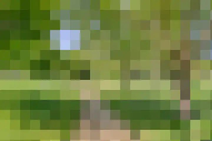 Zwanebloem 14 Swifterbant thumbnail 46