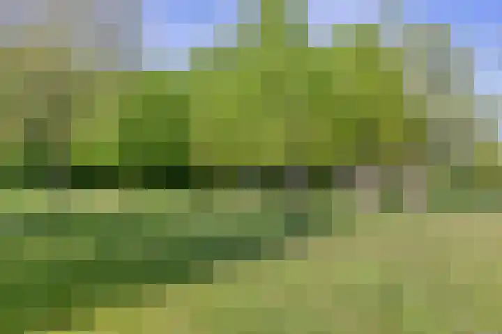 Zwanebloem 14 Swifterbant thumbnail 47