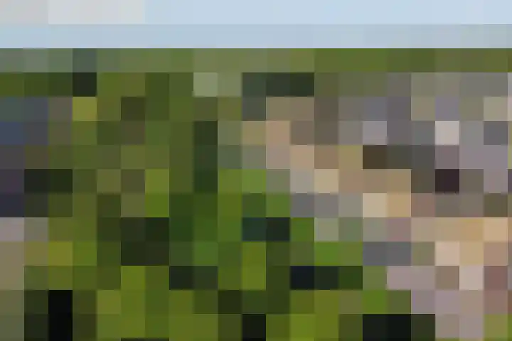 Zwanebloem 14 Swifterbant thumbnail 49