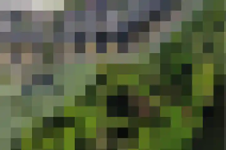 Zwanebloem 14 Swifterbant thumbnail 50