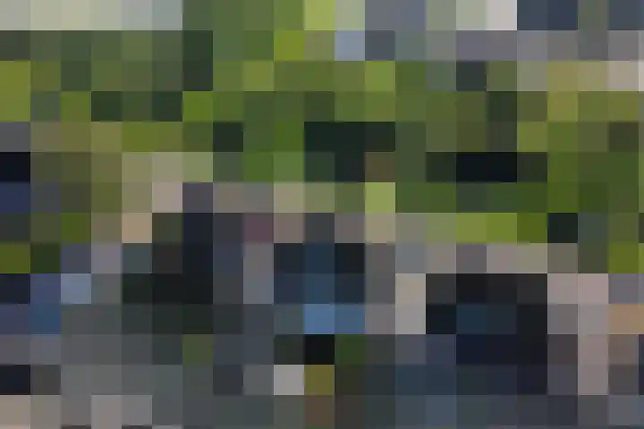 Zwanebloem 14 Swifterbant thumbnail 51