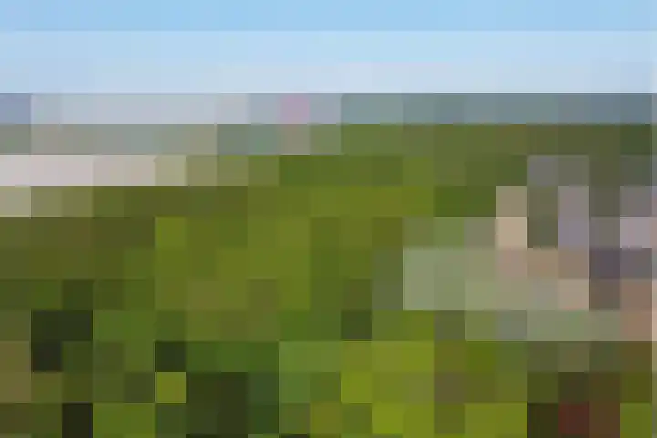 Zwanebloem 14 Swifterbant thumbnail 52