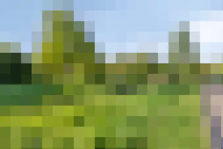 Zwanebloem 14 Swifterbant thumbnail 6