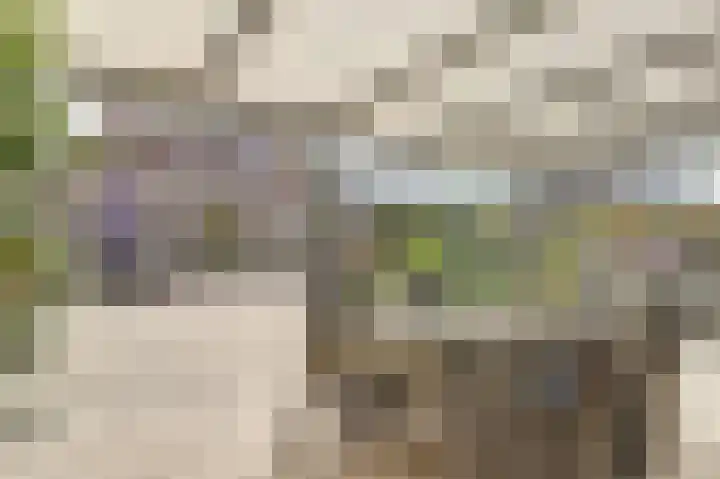Zwanebloem 16 Tuitjenhorn thumbnail 26