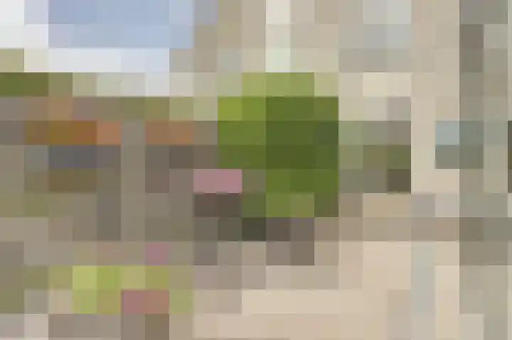 Zwanebloem 16 Tuitjenhorn thumbnail 27