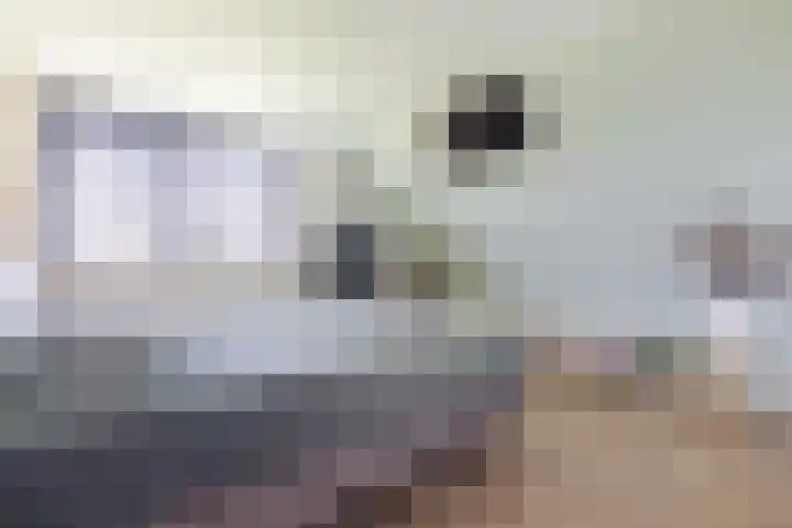 Zwanebloem 18 Oudkarspel thumbnail 30