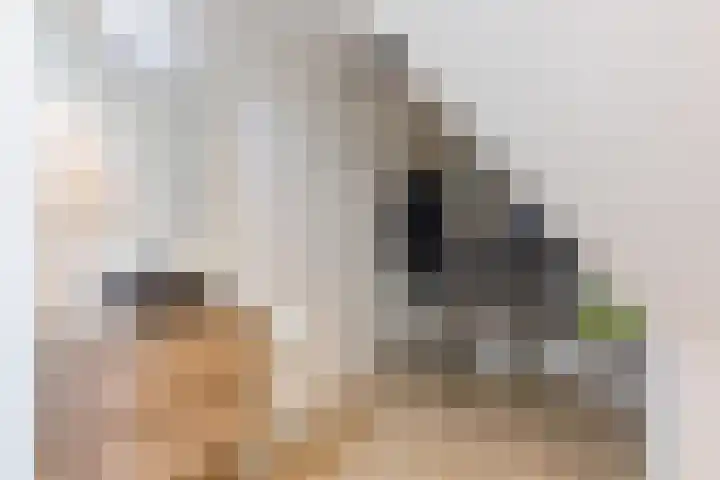Zwanebloem 18 Oudkarspel thumbnail 32