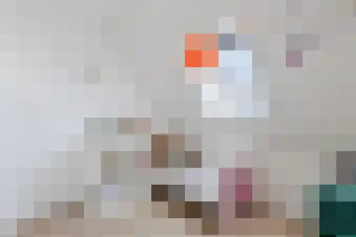 Zwanebloem 18 Oudkarspel thumbnail 35