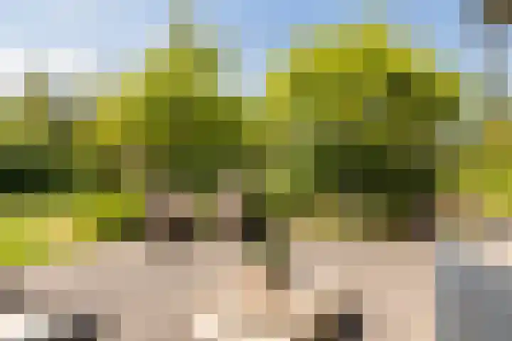 Zwanebloem 18 Oudkarspel thumbnail 52