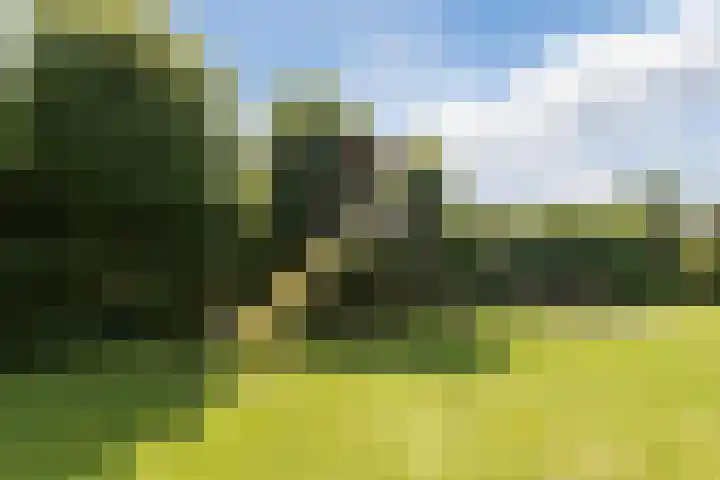 Zwanebloem 18 Oudkarspel thumbnail 53