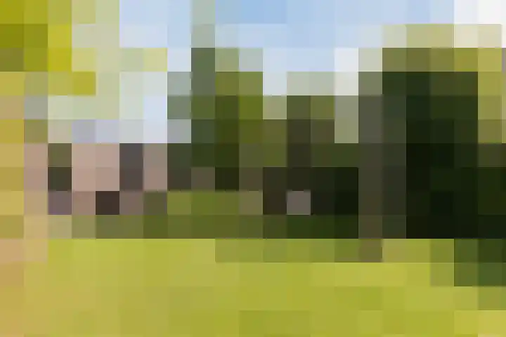 Zwanebloem 18 Oudkarspel thumbnail 55