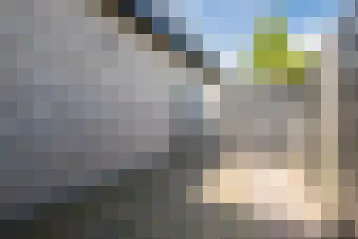 Zwanebloem 18 Oudkarspel thumbnail 59