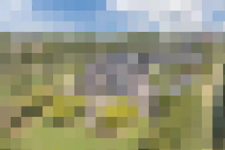 Zwanebloem 18 Oudkarspel thumbnail 61