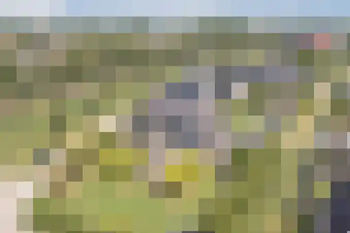 Zwanebloem 18 Oudkarspel thumbnail 62