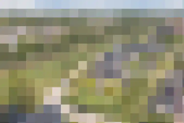 Zwanebloem 18 Oudkarspel thumbnail 63