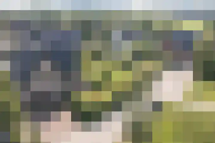 Zwanebloem 18 Oudkarspel thumbnail 65