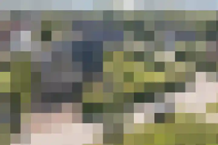 Zwanebloem 18 Oudkarspel thumbnail 69
