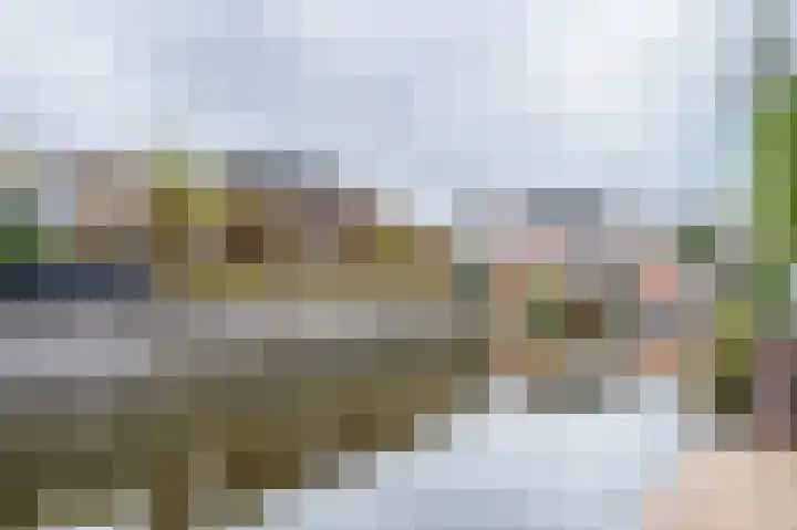 Zwanebloem 21 Bodegraven thumbnail 61