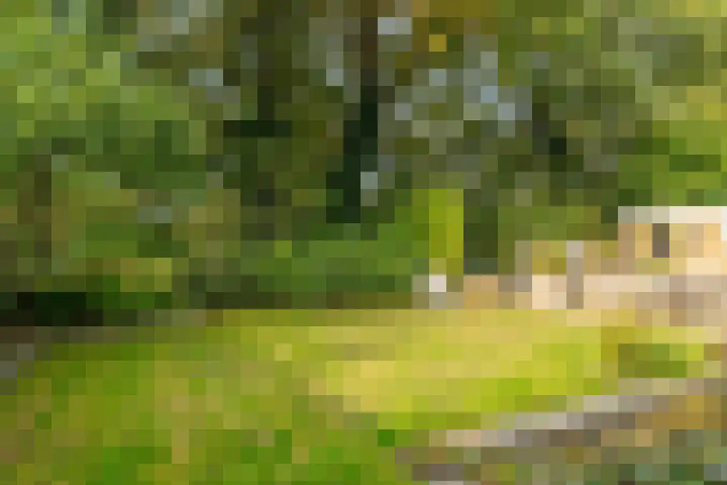 Zwanebloem 23 Eelde thumbnail 57